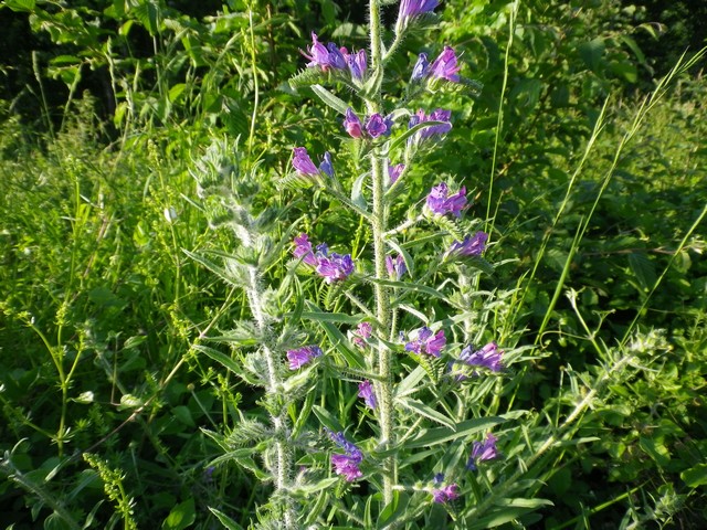 Pianta arbusto - Echium cfr. vulgare